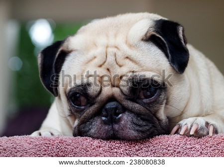 lovely white fat cute pug face head shot close up laying on an old pink synthetic cloth mat outdoor making sad face under natural sunlight