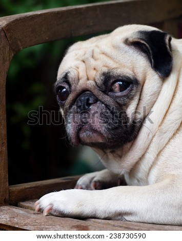 cute lovely white fat pug dog head shot close up lying flat on a wooden chair making funny face under morning sunlight