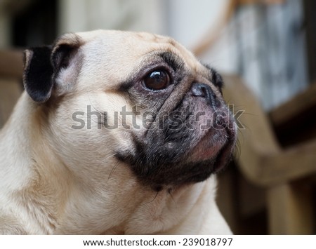 lovely funny white cute fat pug dog close up laying on a wooden chair making sad face outdoor under natural sunlight on a sunny day
