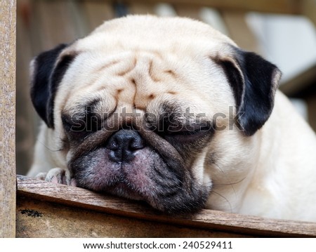 cute lovely white fat big eyes pug dog head shot close up laying flat on a wooden chair looking for friends and waiting for a walk