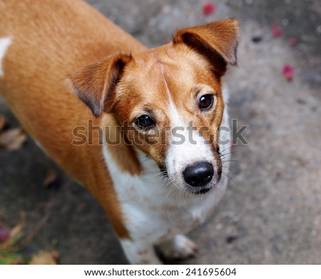 good happy active young Jack Russel terrier dog white and brown playing around with home outdoor surrounding making serious face, ready to run and play under morning sunlight in good weather day