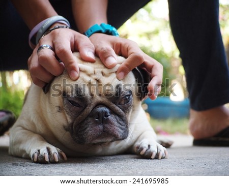 two hand of a boy playing with a dog catching on the head of a lovely funny white fat cute pug dog laying on the garage floor with home outdoor surrounding bokeh background