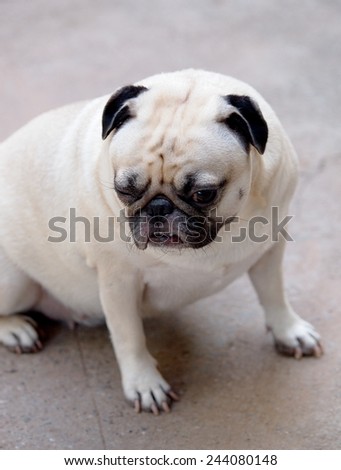 lovely funny white cute fat pug dog close up posting on the garage floor in a country house making moody face under natural sunlight on a sunny day looking for friends to play with.