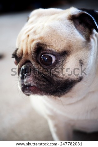 cute lovely sad and lonely white fat pug dog head shot close up standing still on gray concrete garage floor background head shot close up with moody color tone background