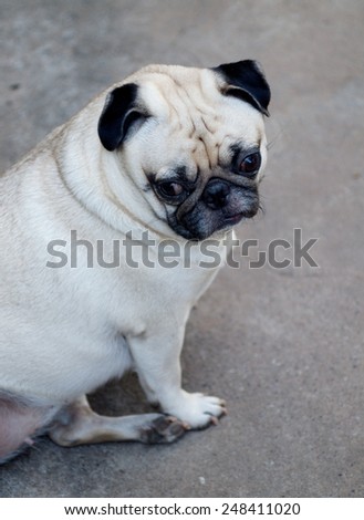 lovely funny white cute fat pug dog posting on the concrete garage floor in a country house making moody face under natural sunlight on a sunny day looking for friends to play with.