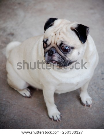 lovely funny white cute fat pug dog posting on the concrete garage floor in a country house making moody face under natural sunlight on a sunny day looking for friends to play with