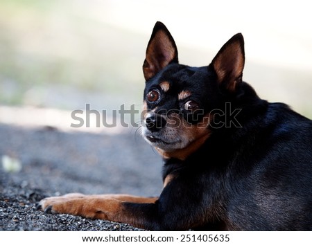 black fat lovely miniature pinscher dog laying resting on the country house path way portraits view close up