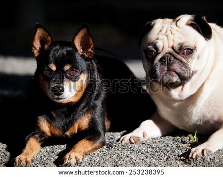 Two Happy Cute Lovely Dogs Playing Together Black Fat Miniature Pincher And White Moody Fat Pug Laying On The Gray Country House Footpath Floor Outdoor Under Natural Sunlight Stock Images Page