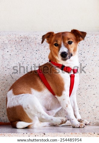happy active young Jack Russel terrier dog portraits white and brown with red dog leash playing around a house with home outdoor surrounding making funny face under morning sunlight
