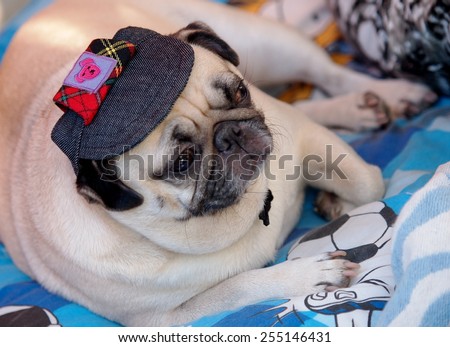 lovely white fat cute pug dog face close up wearing dark blue dog hat cap lying on a big soft blue pillow outdoor making sad face under natural sunlight.