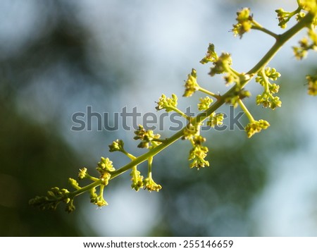 group of green yellow mango flowers on the tree under natural sunlight and environment with soft bokeh background
