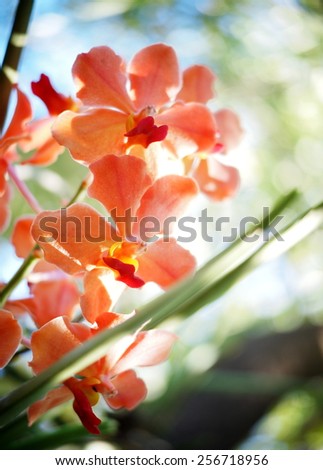 group of nice colorful orchids under natural lighting with romantic bokeh background