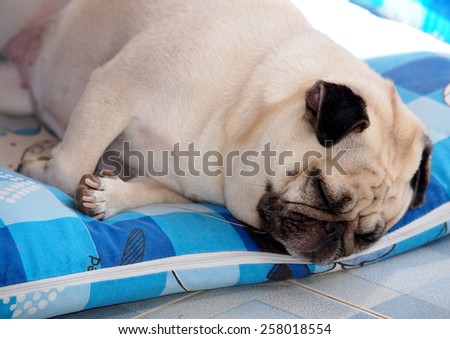 lovely white fat cute pug dog face close up lying on a big soft blue pillow outdoor making sad face under natural sunlight and country home surrounding bokeh background