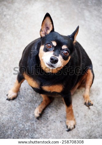 black fat cute miniature pincher dog standing and making funny face on the garage floor under morning light outdoor head shot close-up
