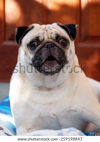 lovely white fat cute pug dog face close up lying on a big soft blue pillow outdoor making funny face barking at the camera under natural sunlight.