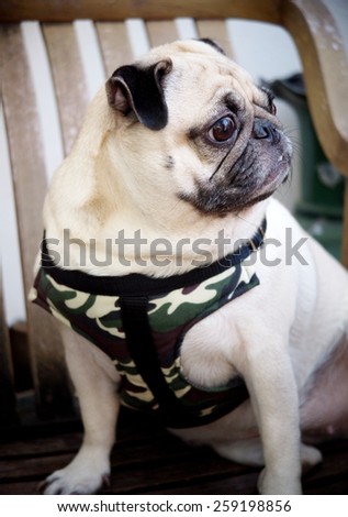 happy active white pug dog making funny serious face, wearing military pattern leash sitting on an old weathered natural color wooden chair outdoor under morning sunlight on good weather day