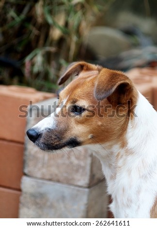 happy active young Jack Russel terrier dog portraits white and brown playing around a house with home outdoor surrounding background making funny face under morning sunlight