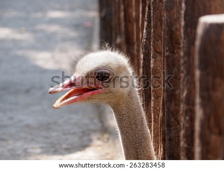 head shot close up photo of an ostrich, the world largest bird running outdoor in a zoo in THAILAND.