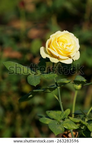 colorful yellow rose outdoor under summer sunlight in nature in roses garden in THAILAND with natural green bokeh background