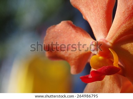 shiny yellow orange orchids close up under natural sunlight with romantic outdoor bokeh background