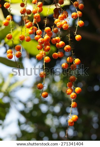 group of light orange color fruits seed of small plant, Sky flower, Golden dew drop, Pigeon berry, Duranta, tropical decorative plants with beautiful flower and small golden yellow fruits in THAILAND