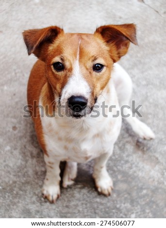 happy active young Jack Russel terrier dog white and brown playing around a house with home outdoor surrounding making serious face, sitting on the floor under morning sunlight in good weather day