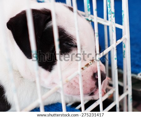 young white lovely lonely french bulldog puppy with sadly eyes laying on a steel cage in a pet shop in THAILAND waiting for friend to take to the new home