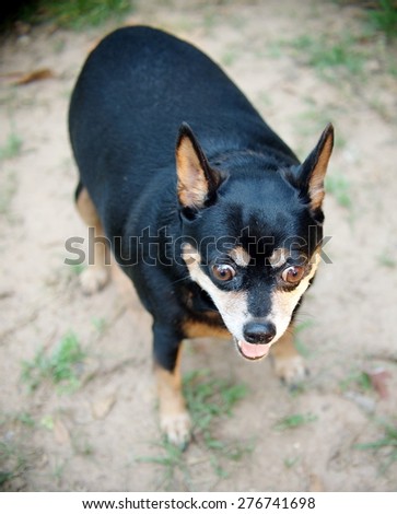cute black fat lovely miniature pinscher dog with brown dog eyes with smiling face close up resting outdoor on a country house's concrete garage floor portraits view
