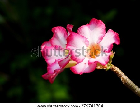 group of pretty beautiful Desert Rose, Impala Lily, Mock Azalea, beauty flowers in white and pink in THAILAND with nice outdoor green bokeh background