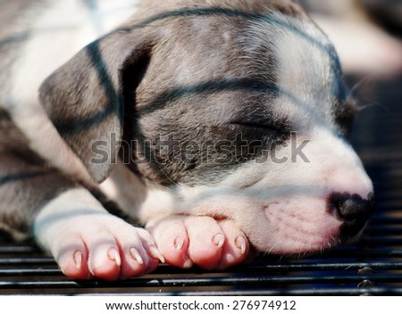 young little black and white lovely dog puppy sleeping in a steel cage in a pet shop in THAILAND waiting for friend to take to the new home