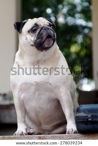 lovely funny white cute fat pug dog close up barking on a table on garage floor in a country house under natural sunlight on a sunny day looking for friends to play with.