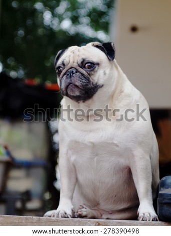 lovely funny white cute fat pug dog close up posting on a table on garage floor in a country house making moody face under natural sunlight on a sunny day looking for friends to play with.