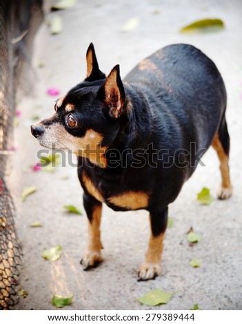cute black fat lovely miniature pinscher dog with brown dog eyes with smiling face close up resting outdoor on a country house\'s concrete garage floor portraits view