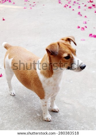 happy active young Jack Russel terrier dog white and brown playing around a house with home outdoor surrounding making funny face, sitting on the floor under morning sunlight in good weather day