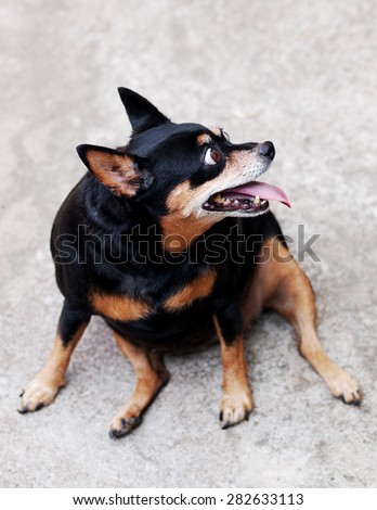 cute black fat lovely miniature pinscher dog with brown dog eyes with smiling face close up resting outdoor on a country house's concrete garage floor portraits view