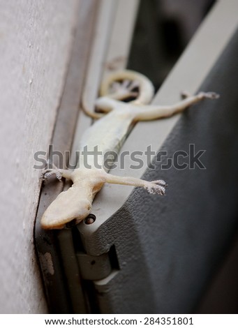 dead body of a young fat white light yellow color house lizard on outdoor electric plug cover on the wall focus on the eye