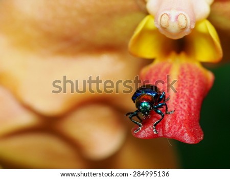 blue bug, tropical beetles with red dot on his body creeping under sunlight in summer on an orchid flower outdoor in green area in nature with natural bokeh background, THAILAND