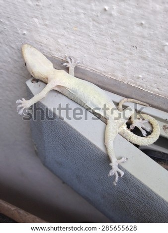dead body of a young fat white light yellow color house lizard on outdoor electric plug cover on the wall focus on the eye
