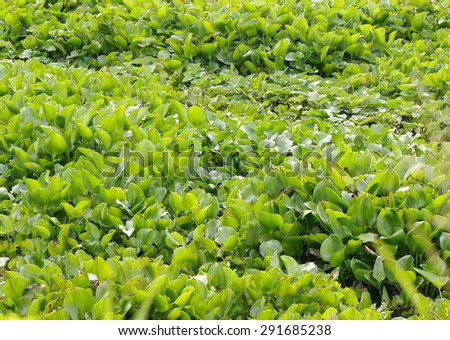 Green tropical floating water orchids, water plants close up with nice background