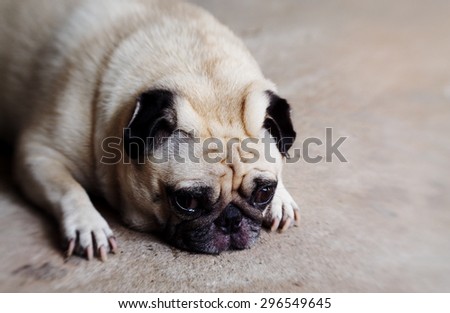 lovely lonely white fat cute pug dog laying on the concrete garage floor making sadly face with home outdoor surrounding bokeh background under morning sunlight