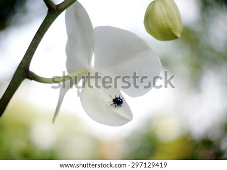 blue bug, tropical beetles with red dot on his body creeping under sunlight in summer on an orchid flower outdoor in green area in nature with natural bokeh background, THAILAND