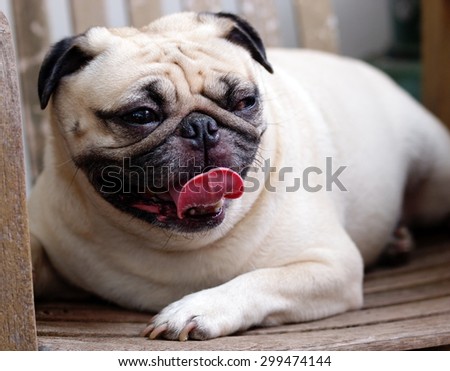 lovely funny white cute fat pug dog close up laying on a wooden chair making funny face
