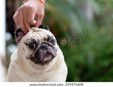 portraits close up of a small white fat lovely cute pug dog playing together with a boy that pull the pug\'s ears making funny face.