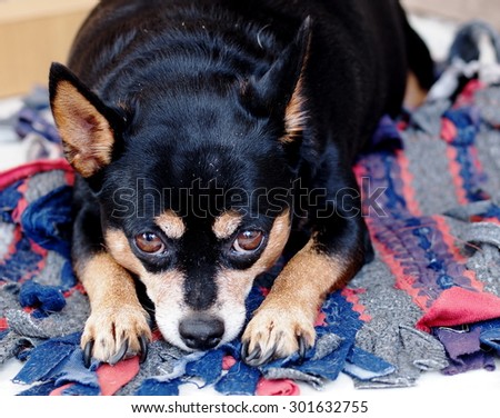 black fat lovely miniature pincher dog laying resting on the  floor making funny face