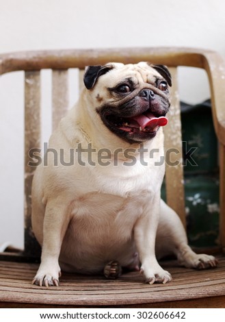 lovely funny white cute fat pug dog close up sitting on a wooden chair making funny face