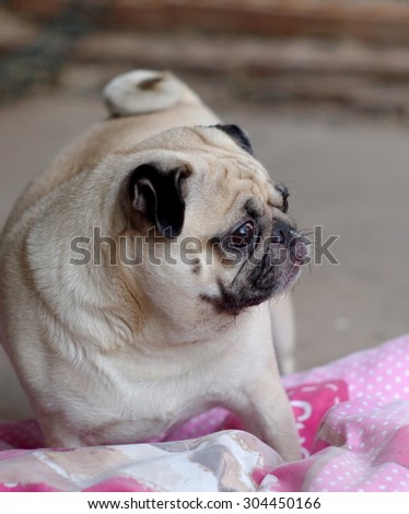 lovely white fat cute pug dog face close up playing on a big soft pinky pillow outdoor making funny face under natural sunlight and country home surrounding bokeh background
