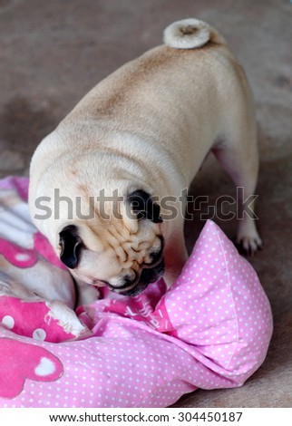 lovely white fat cute pug dog face close up playing on a big soft pinky pillow outdoor making funny face under natural sunlight and country home surrounding bokeh background