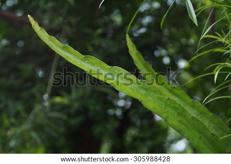 long creeping body look like a type of cactus, Dragon Fruit tree, Cactaceaeplant, growing outdoor with green surrounding background under natural sunlight