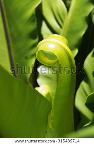 green leaves background of tropical plants, large bird\'s nest fern leaves, under natural sunlight