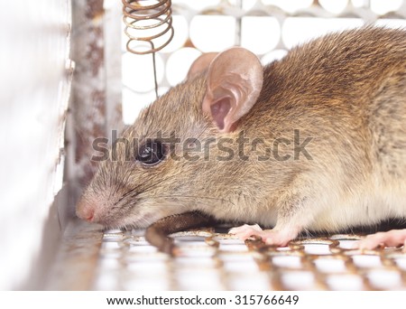 living small angry gray brown tropical mouse rat pest in a white chrome steel metal mesh trap finding the way out to escape
